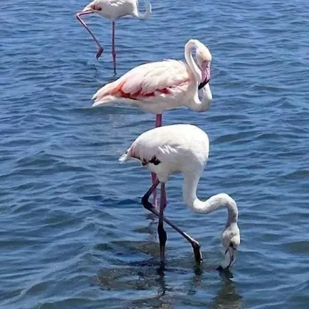 Family-friendly With Pool In The Heart Of Апартаменты Торевьиа