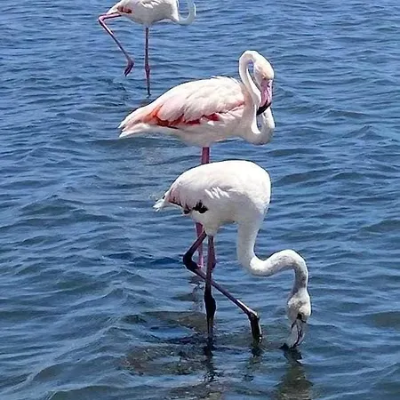 Family-friendly With Pool In The Heart Of Апартаменты Торевьиа